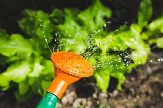 Proper Watering for Grass and Garden