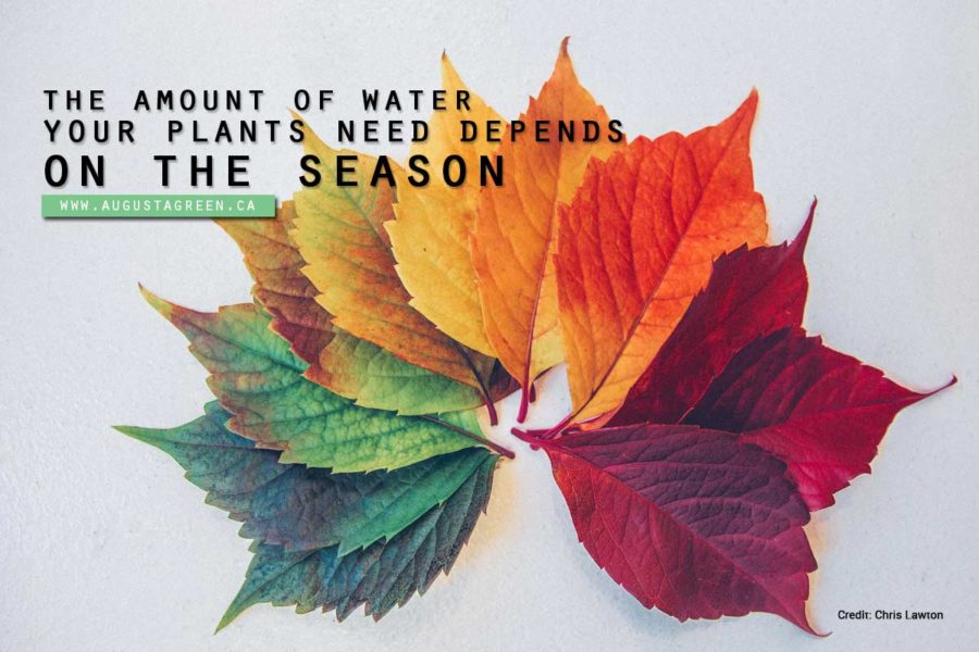 amount of water need by plants