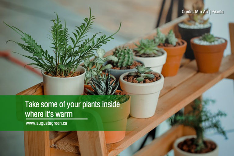 take your plants inside