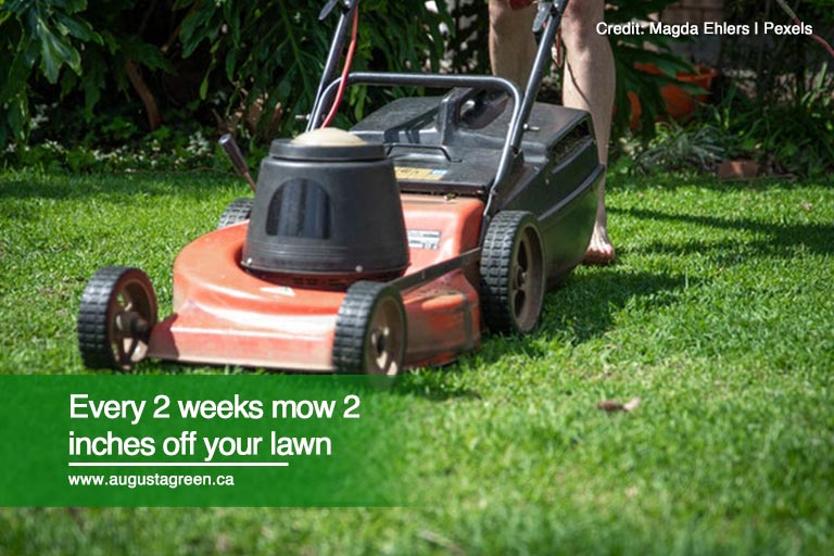 Every-2-weeks-mow-2-inches-off-your-lawn.jpg