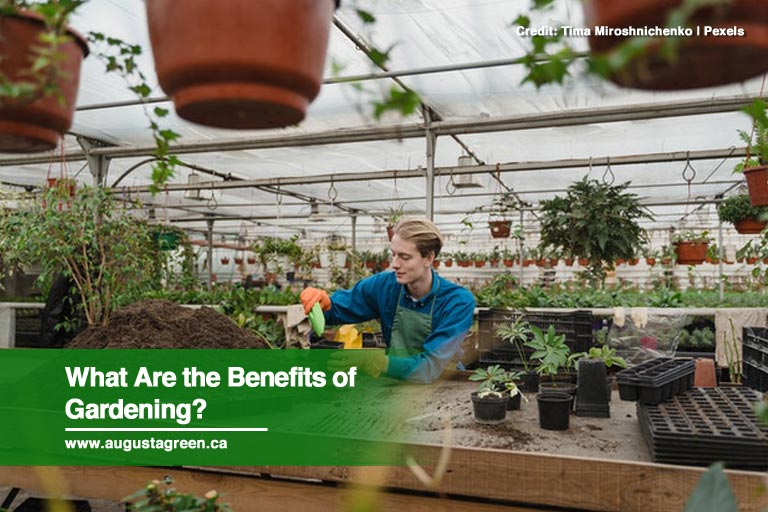What Are the Benefits of Gardening?