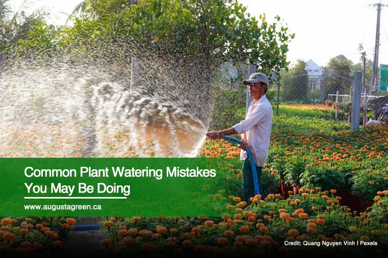 Common Plant Watering Mistakes You May Be Doing