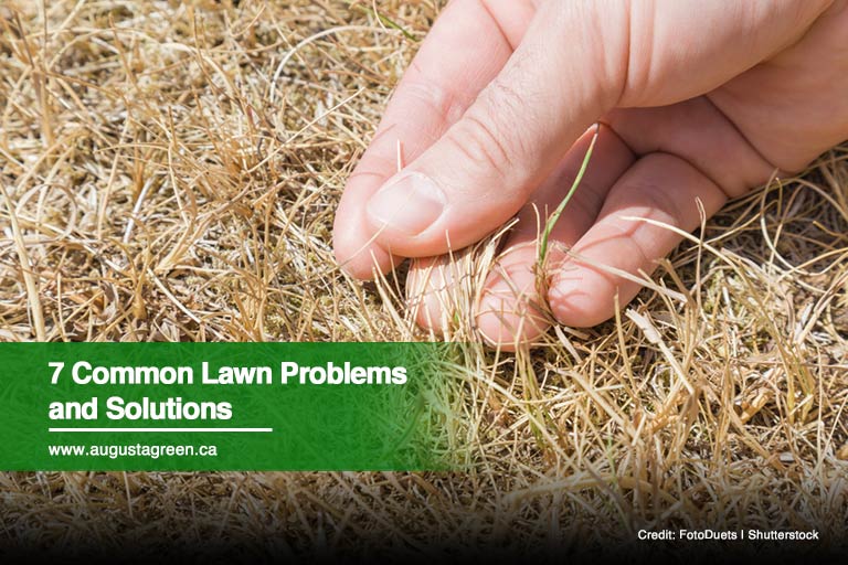 7 Common Lawn Problems and Solutions