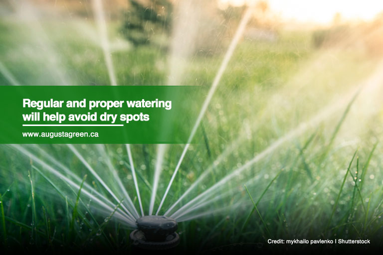 Regular and proper watering will help avoid dry spots