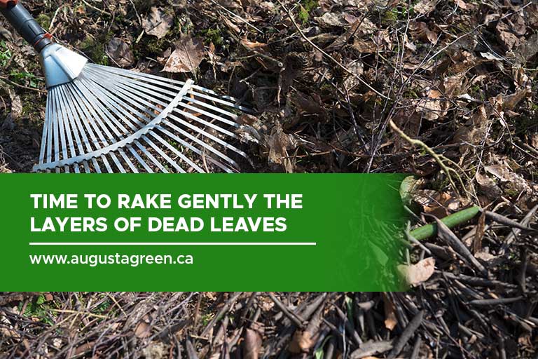 Time to rake gently the layers of dead leaves