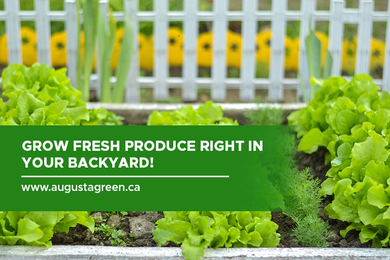 Grow fresh produce right in your backyard!