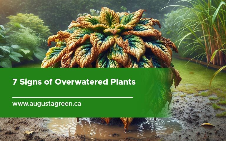 7 Signs of Overwatered Plants