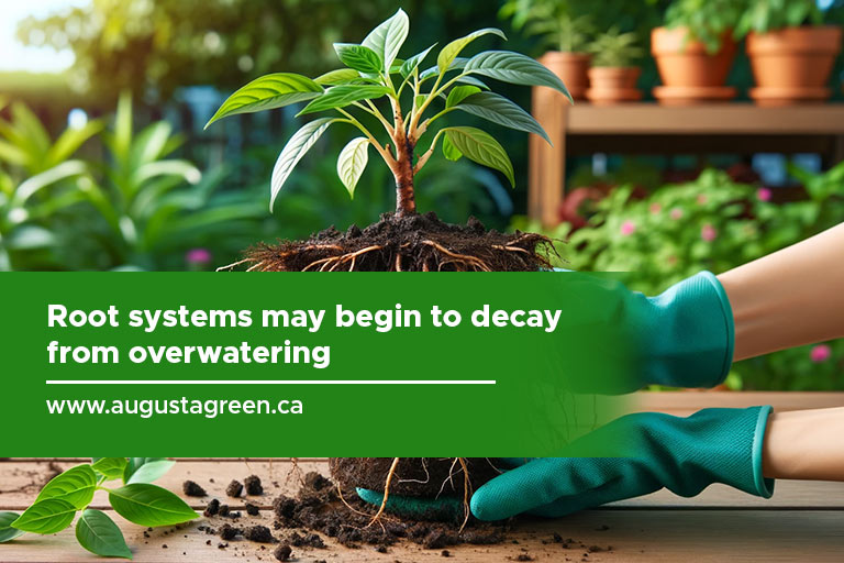 Root systems may begin to decay from overwatering